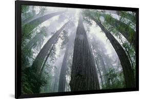 Old Growth Redwood Trees-DLILLC-Framed Photographic Print