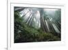 Old Growth Redwood Trees-DLILLC-Framed Photographic Print