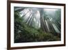 Old Growth Redwood Trees-DLILLC-Framed Photographic Print