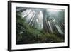 Old Growth Redwood Trees-DLILLC-Framed Photographic Print