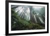 Old Growth Redwood Trees-DLILLC-Framed Photographic Print