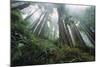 Old Growth Redwood Trees-DLILLC-Mounted Photographic Print