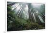 Old Growth Redwood Trees-DLILLC-Framed Photographic Print