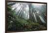 Old Growth Redwood Trees-DLILLC-Framed Photographic Print