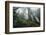 Old Growth Redwood Trees-DLILLC-Framed Photographic Print