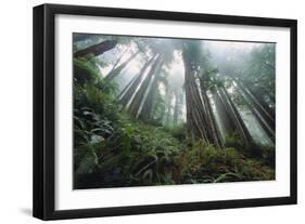 Old Growth Redwood Trees-DLILLC-Framed Photographic Print