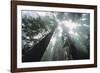 Old Growth Redwood Trees-DLILLC-Framed Photographic Print