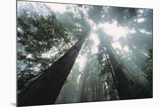 Old Growth Redwood Trees-DLILLC-Mounted Photographic Print