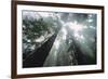 Old Growth Redwood Trees-DLILLC-Framed Photographic Print