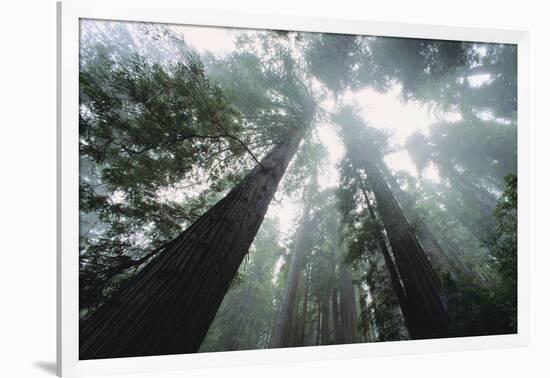 Old Growth Redwood Trees-DLILLC-Framed Photographic Print