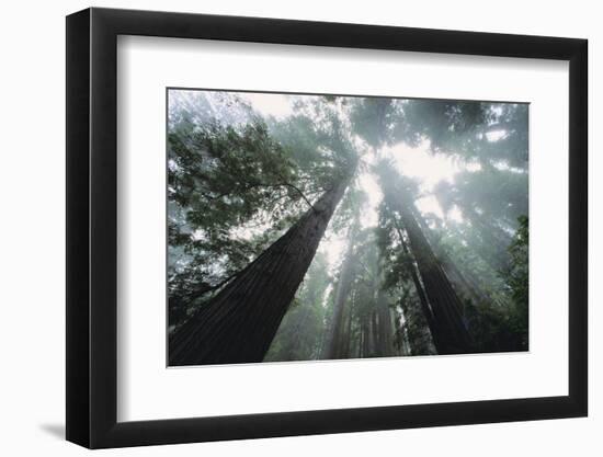 Old Growth Redwood Trees-DLILLC-Framed Photographic Print