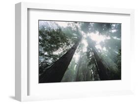 Old Growth Redwood Trees-DLILLC-Framed Photographic Print