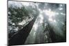 Old Growth Redwood Trees-DLILLC-Mounted Photographic Print
