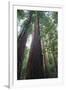 Old Growth Redwood Trees-DLILLC-Framed Photographic Print