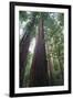 Old Growth Redwood Trees-DLILLC-Framed Photographic Print