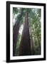 Old Growth Redwood Trees-DLILLC-Framed Photographic Print