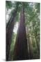 Old Growth Redwood Trees-DLILLC-Mounted Photographic Print