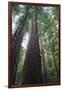 Old Growth Redwood Trees-DLILLC-Framed Photographic Print