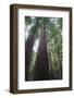 Old Growth Redwood Trees-DLILLC-Framed Photographic Print