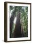 Old Growth Redwood Trees-DLILLC-Framed Photographic Print