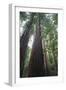 Old Growth Redwood Trees-DLILLC-Framed Photographic Print