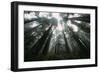 Old Growth Redwood Trees-DLILLC-Framed Photographic Print