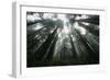 Old Growth Redwood Trees-DLILLC-Framed Photographic Print