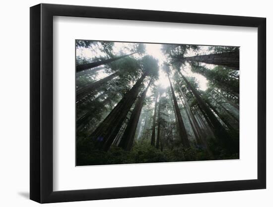 Old Growth Redwood Trees-DLILLC-Framed Photographic Print