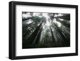 Old Growth Redwood Trees-DLILLC-Framed Photographic Print