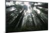 Old Growth Redwood Trees-DLILLC-Mounted Photographic Print