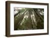 Old Growth Redwood Trees-DLILLC-Framed Photographic Print