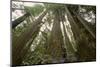 Old Growth Redwood Trees-DLILLC-Mounted Photographic Print