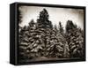 Old Growth-Tina Lavoie-Framed Stretched Canvas