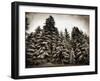 Old Growth-Tina Lavoie-Framed Photographic Print