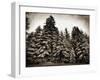 Old Growth-Tina Lavoie-Framed Photographic Print