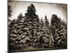 Old Growth-Tina Lavoie-Mounted Photographic Print