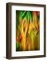 Old Growth-Ursula Abresch-Framed Photographic Print