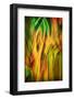 Old Growth-Ursula Abresch-Framed Photographic Print