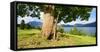 Old Harewood on a Pasture at Lake Walchen (Walchensee), Bavaria, Germany-Andreas Vitting-Framed Stretched Canvas