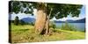 Old Harewood on a Pasture at Lake Walchen (Walchensee), Bavaria, Germany-Andreas Vitting-Stretched Canvas