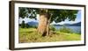 Old Harewood on a Pasture at Lake Walchen (Walchensee), Bavaria, Germany-Andreas Vitting-Framed Photographic Print