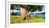 Old Harewood on a Pasture at Lake Walchen (Walchensee), Bavaria, Germany-Andreas Vitting-Framed Photographic Print