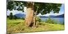 Old Harewood on a Pasture at Lake Walchen (Walchensee), Bavaria, Germany-Andreas Vitting-Mounted Photographic Print