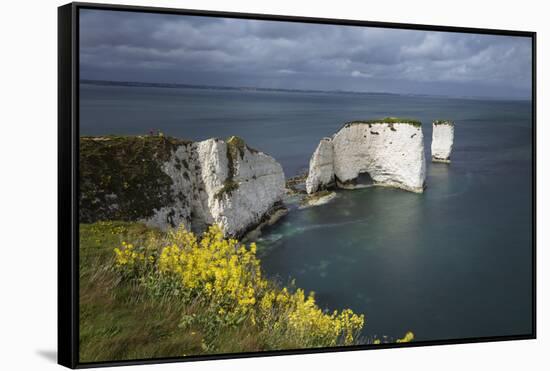 Old Harry Rocks on the Jurassic Coast, UNESCO World Heritage Site, Swanage, Dorset, England-Stuart Black-Framed Stretched Canvas