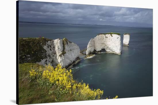 Old Harry Rocks on the Jurassic Coast, UNESCO World Heritage Site, Swanage, Dorset, England-Stuart Black-Stretched Canvas