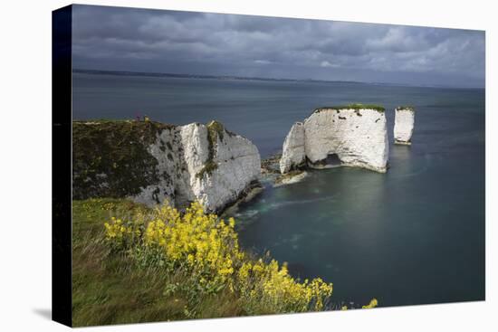 Old Harry Rocks on the Jurassic Coast, UNESCO World Heritage Site, Swanage, Dorset, England-Stuart Black-Stretched Canvas