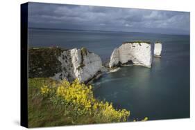 Old Harry Rocks on the Jurassic Coast, UNESCO World Heritage Site, Swanage, Dorset, England-Stuart Black-Stretched Canvas