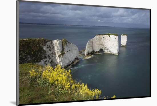 Old Harry Rocks on the Jurassic Coast, UNESCO World Heritage Site, Swanage, Dorset, England-Stuart Black-Mounted Photographic Print