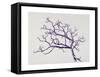 Old Hawthorn, 2000-Rebecca John-Framed Stretched Canvas