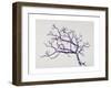 Old Hawthorn, 2000-Rebecca John-Framed Giclee Print